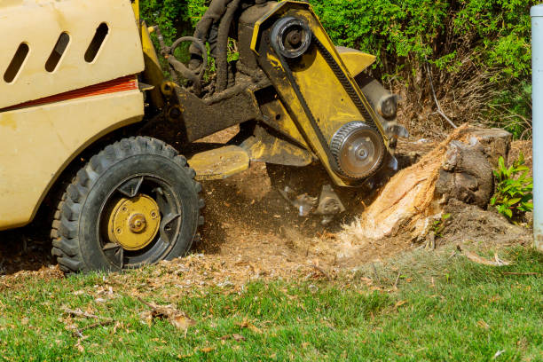 Best Tree Risk Assessment  in Crosby, ND